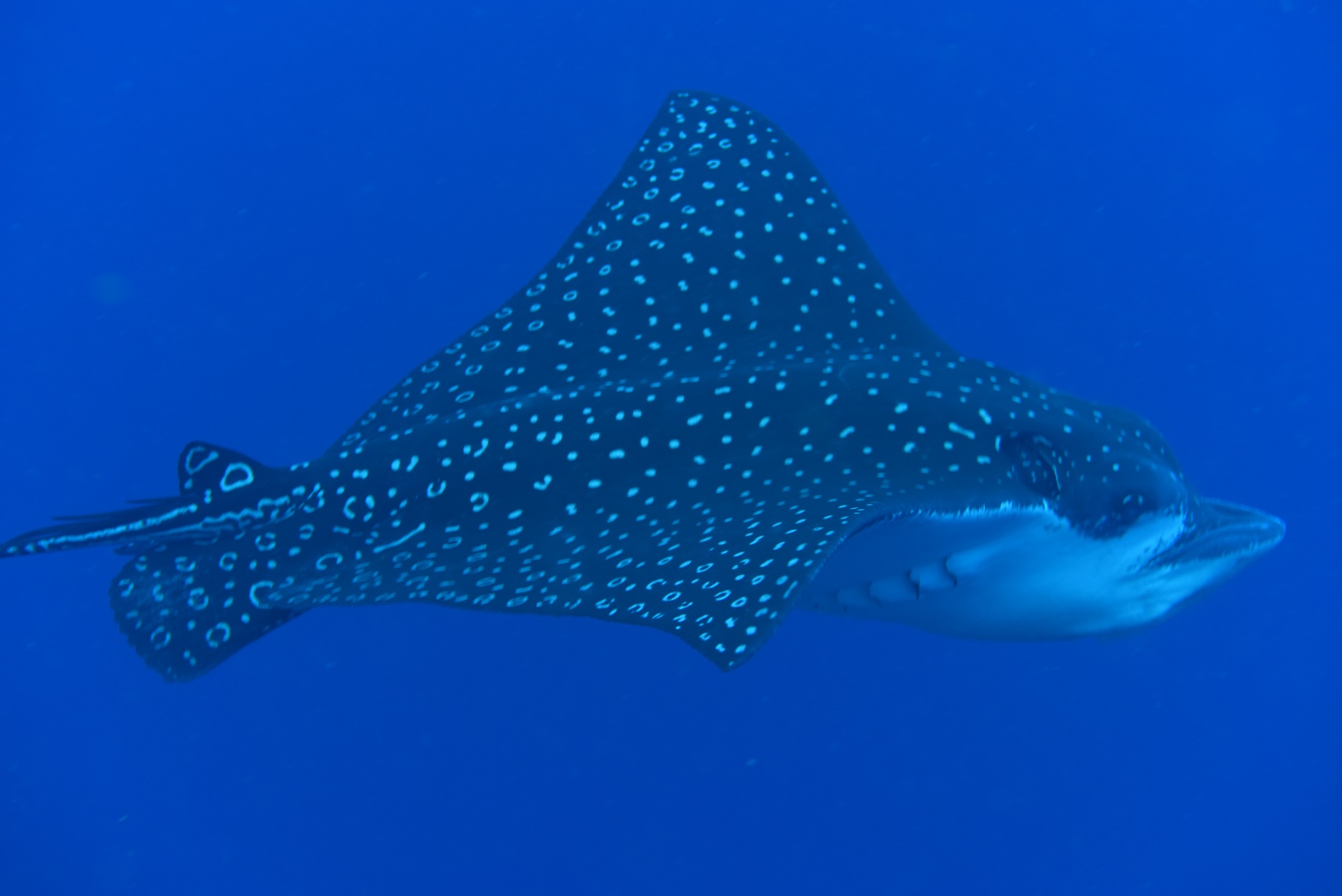 eagle ray